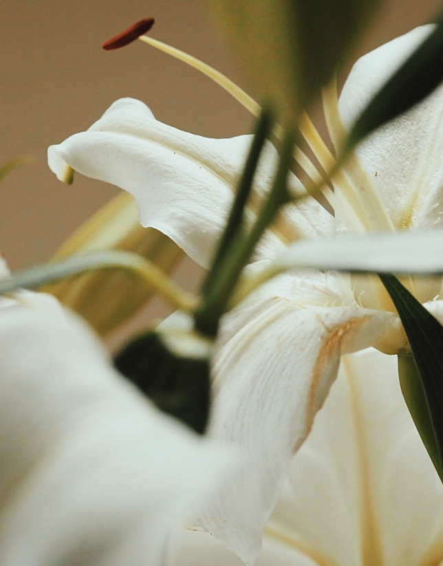 VERINO WOMAN Eau de Parfum Spray 85 ml 