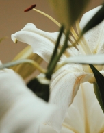 VERINO WOMAN Eau de Parfum Spray 85 ml 