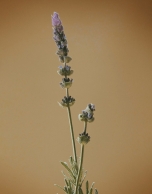 VERINO MAN Eau de Parfum Spray 100 ml 